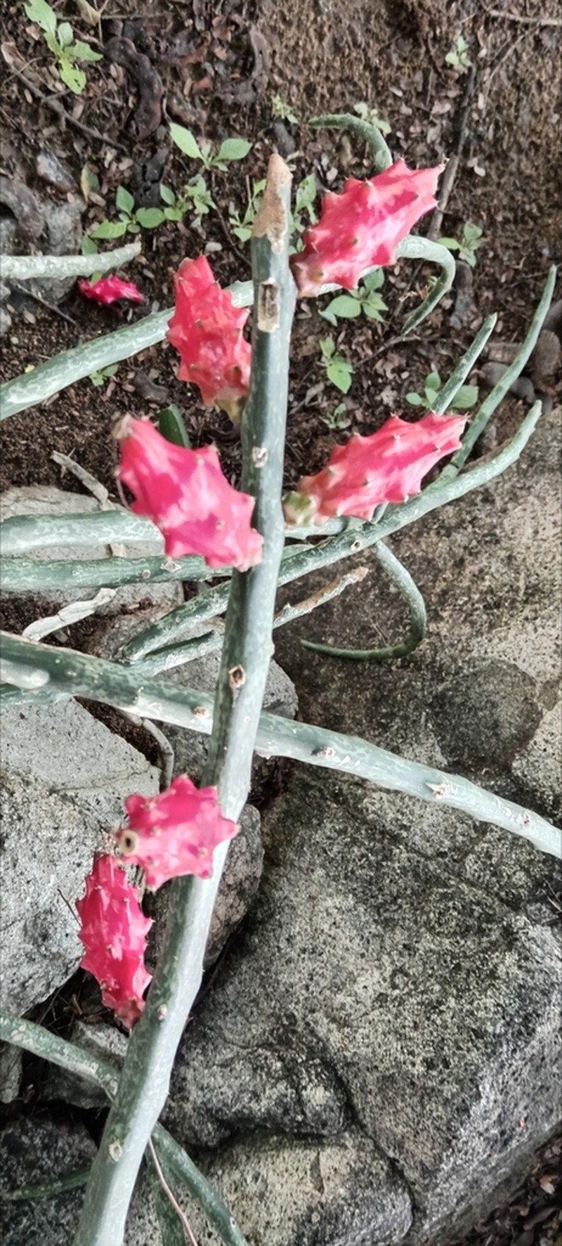 Acanthocereus tepalcatepecanus photo 5