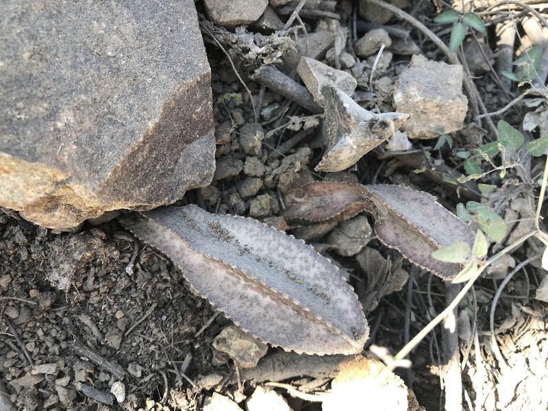 Acanthocereus tepalcatepecanus photo 6