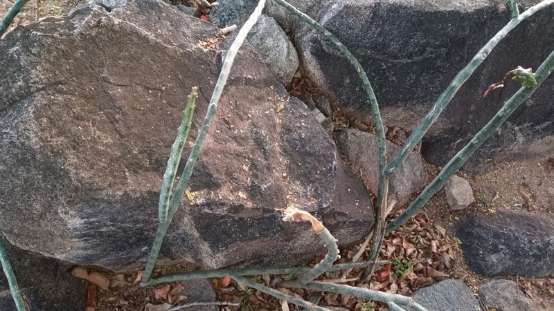 Acanthocereus tepalcatepecanus photo 8
