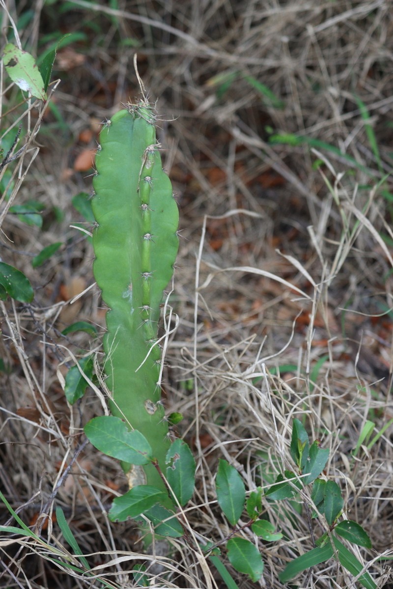 Triangle Cactus