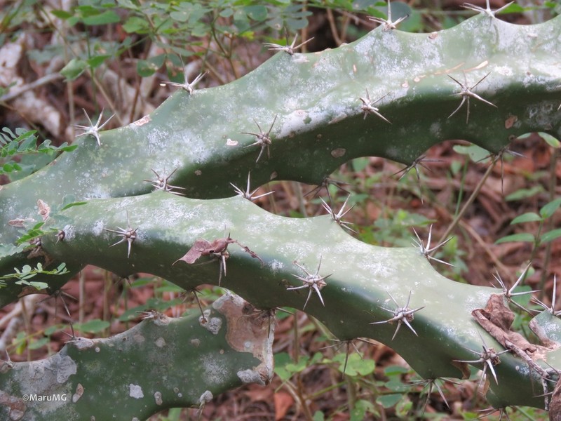 Triangle Cactus photo 3