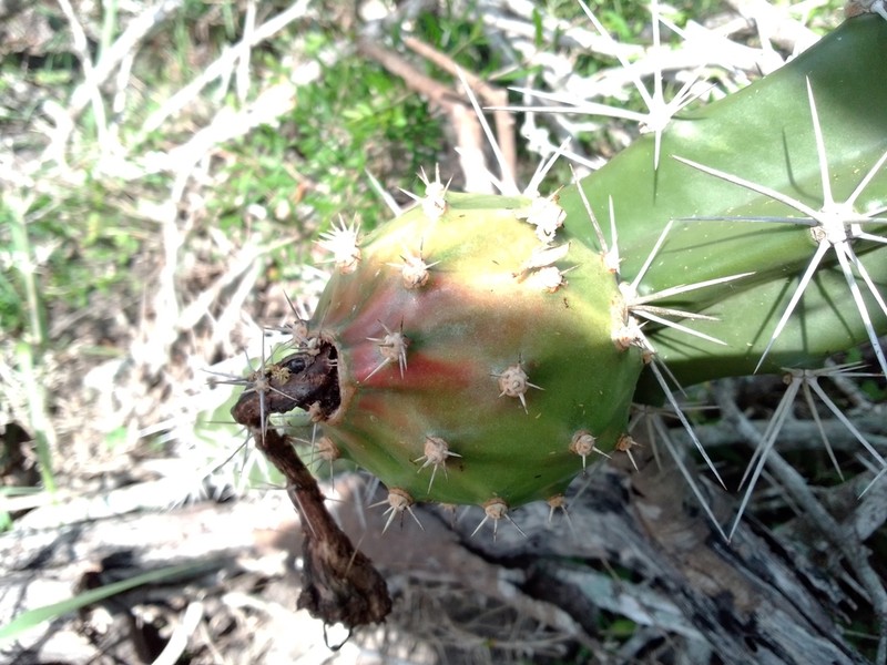 Triangle Cactus photo 4