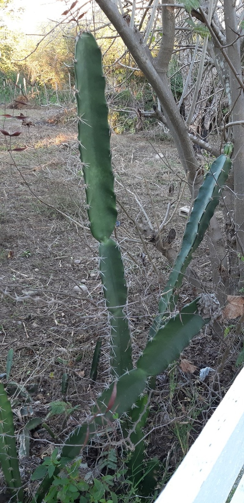 Triangle Cactus photo 5