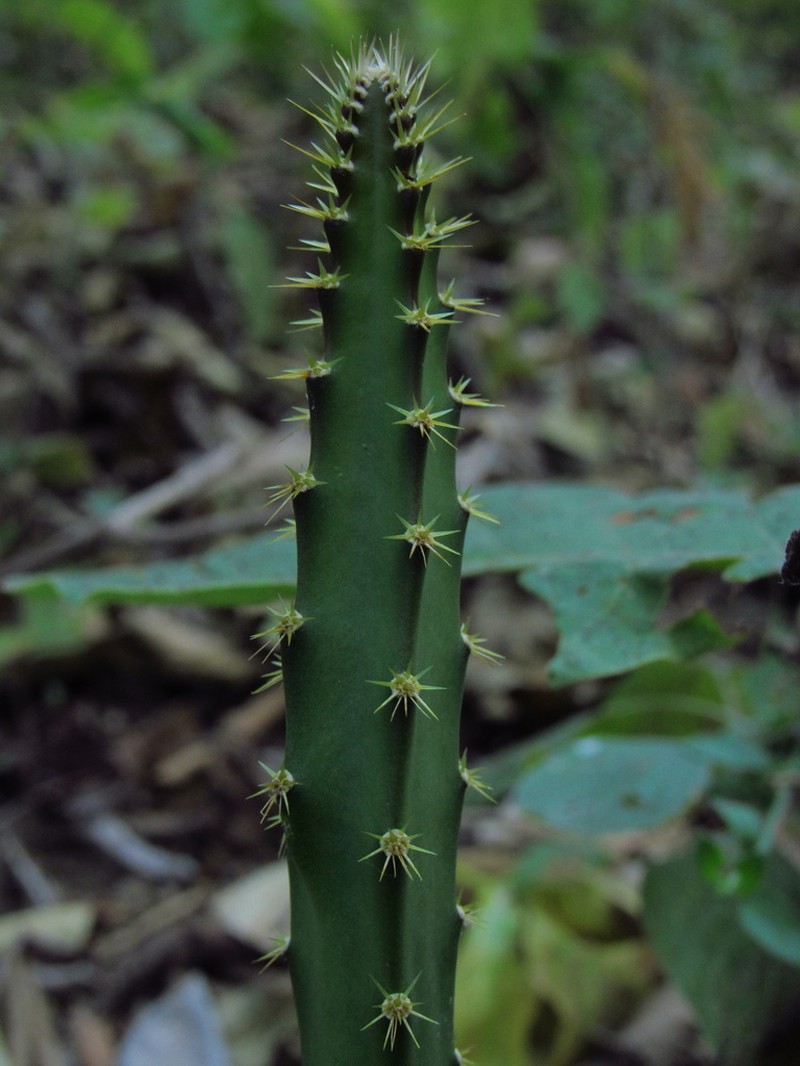Triangle Cactus photo 6