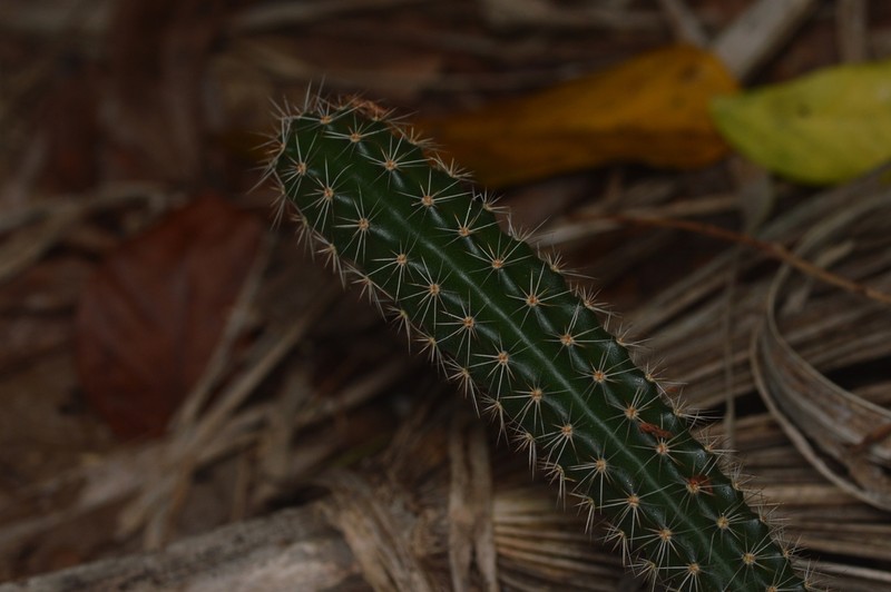 Triangle Cactus photo 7