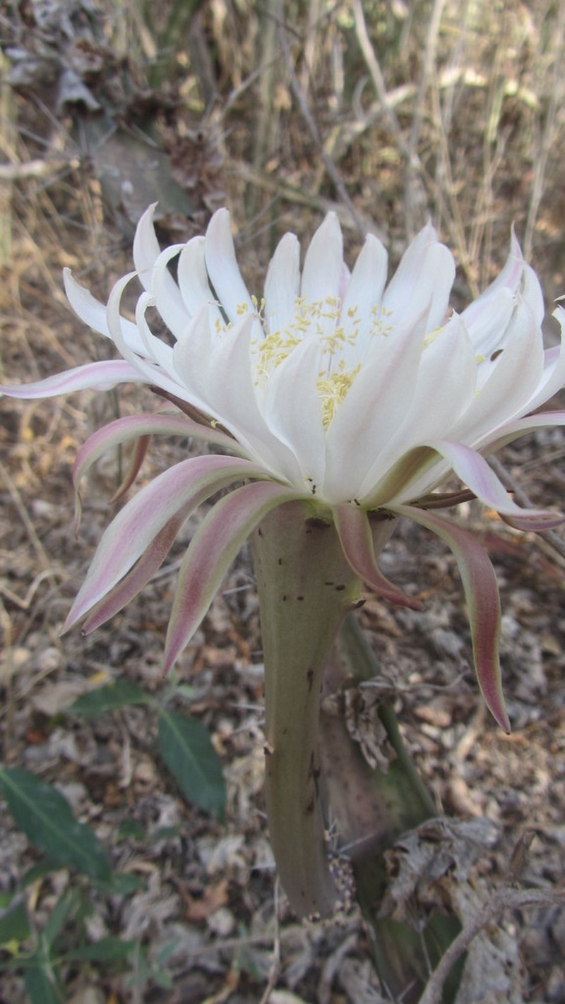 Triangle Cactus photo 8