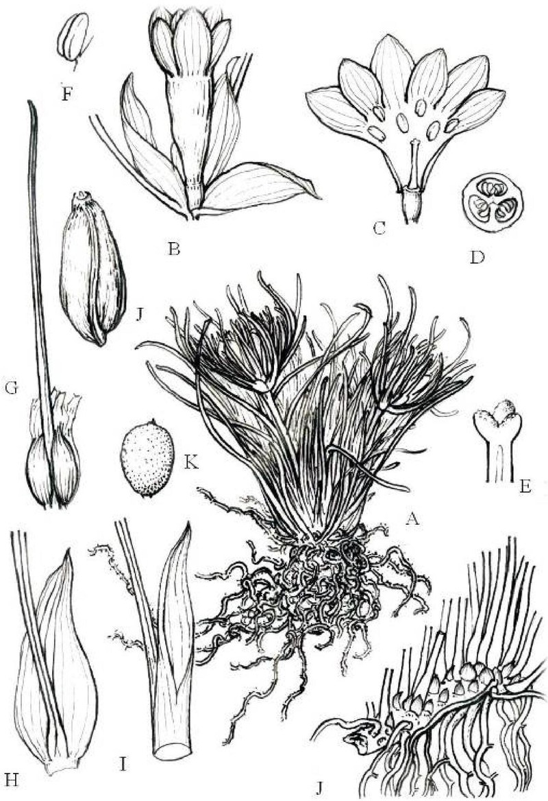 Acanthochlamys bracteata