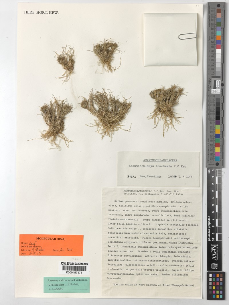 Acanthochlamys bracteata photo 2