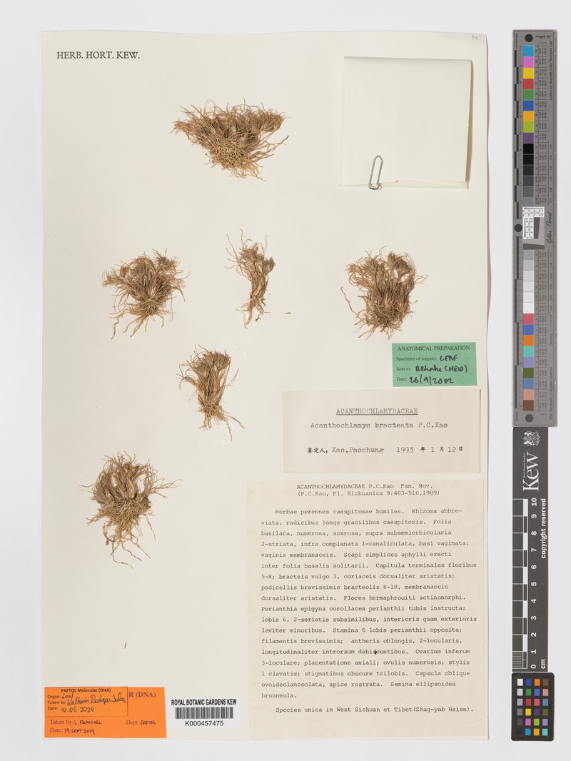 Acanthochlamys bracteata photo 3