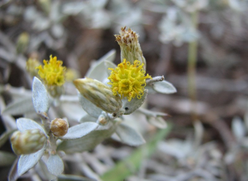 Acanthocladium dockeri