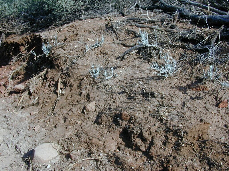 Acanthocladium dockeri photo 2