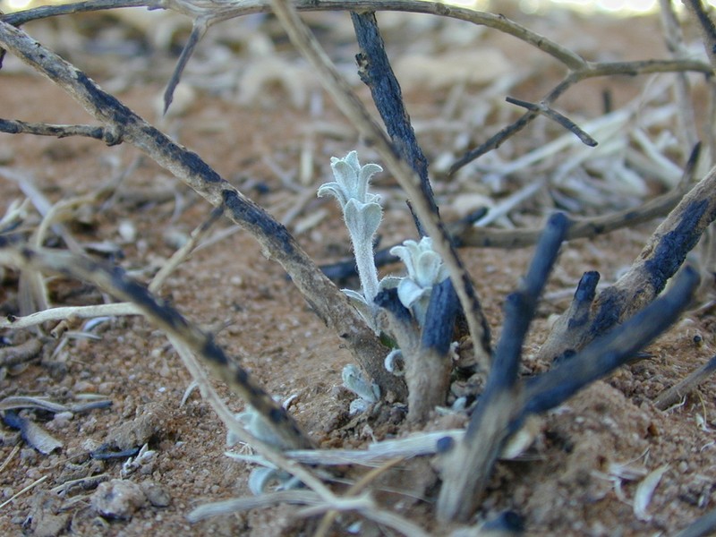 Acanthocladium dockeri photo 4