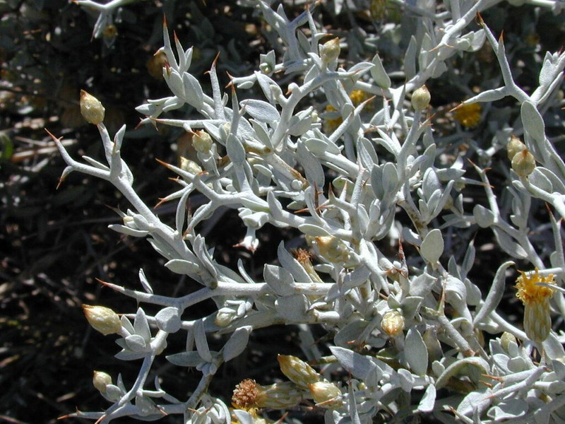 Acanthocladium dockeri photo 5