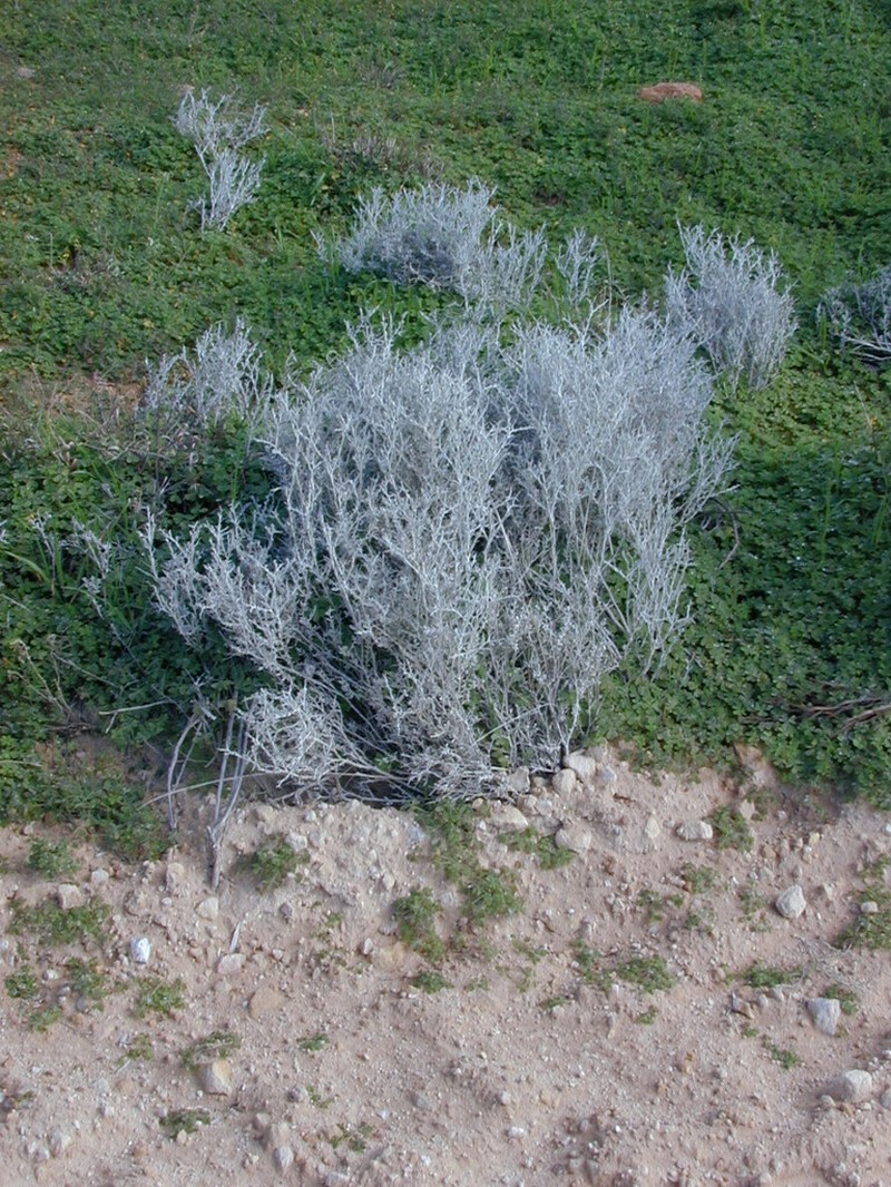 Acanthocladium dockeri photo 8