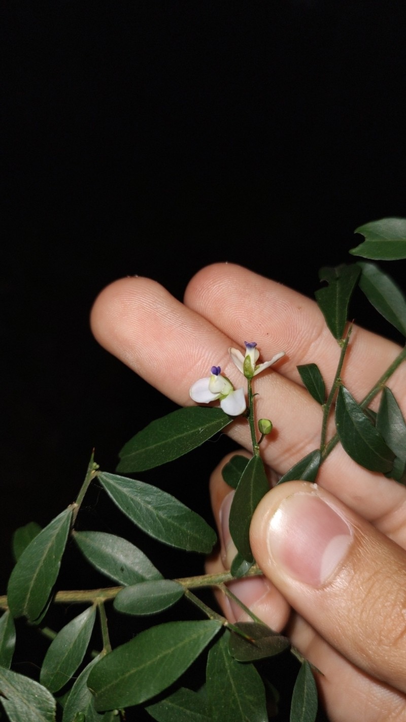Acanthocladus brasiliensis