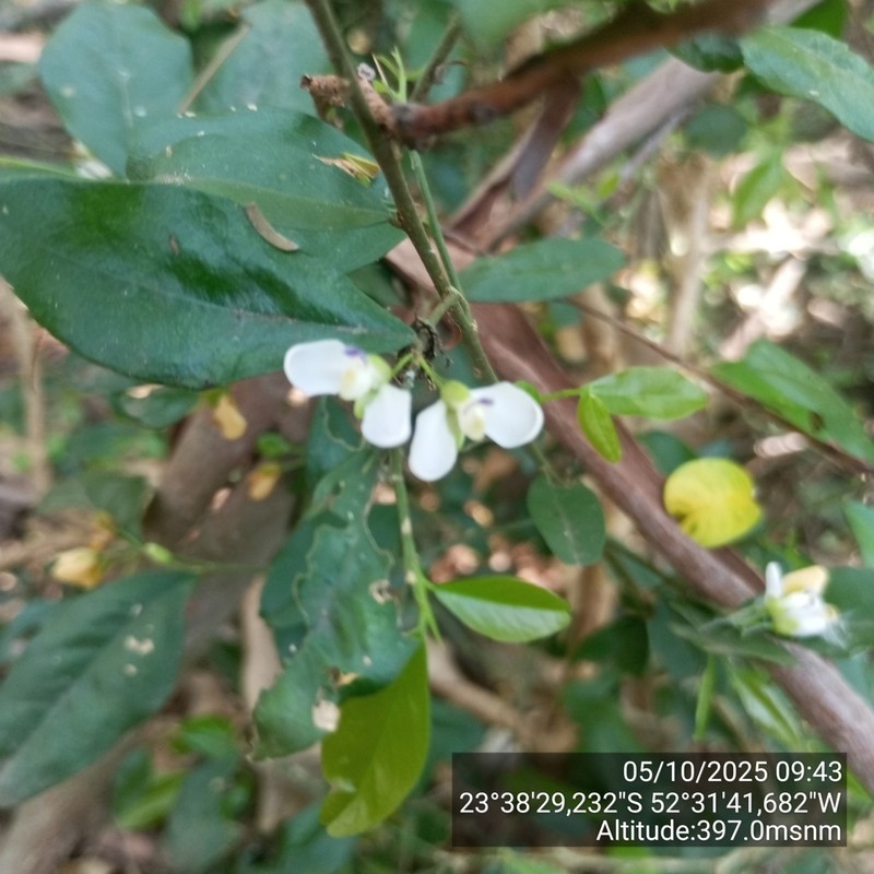 Acanthocladus brasiliensis photo 2