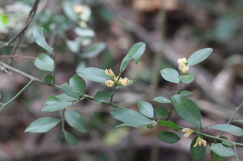 Acanthocladus brasiliensis photo 3
