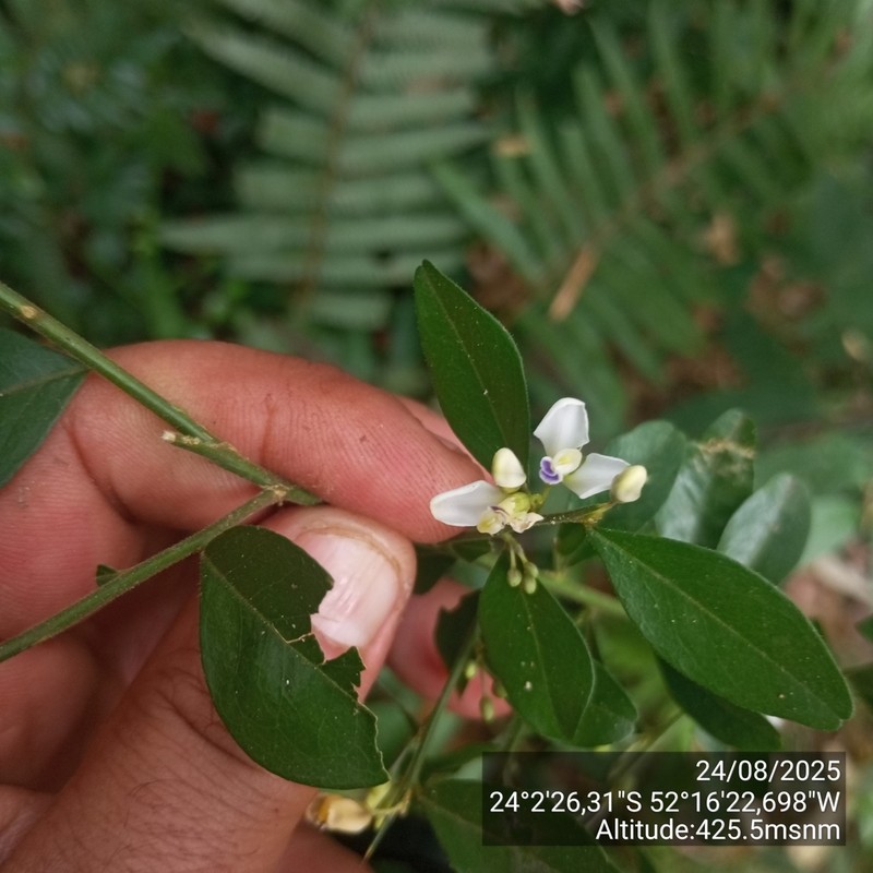 Acanthocladus brasiliensis photo 4