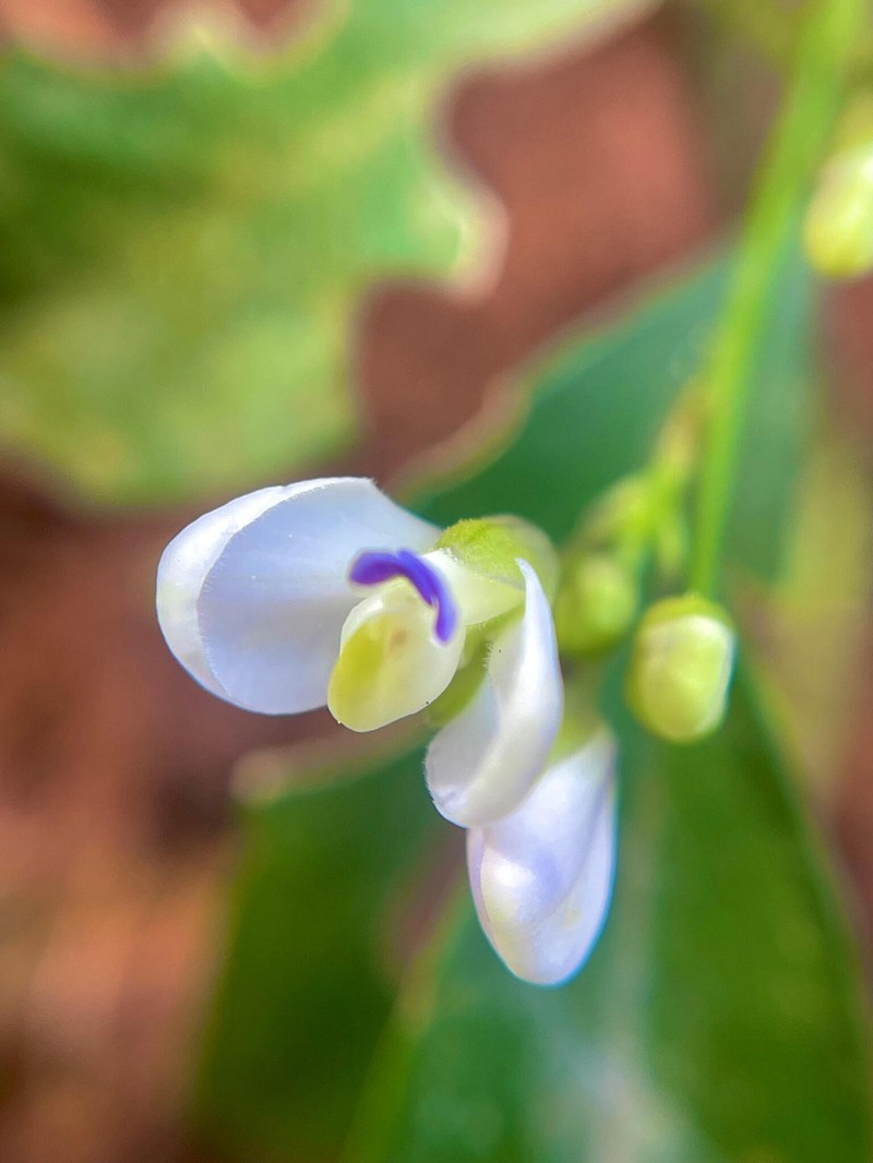 Acanthocladus brasiliensis photo 6