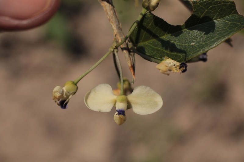 Acanthocladus dichromus