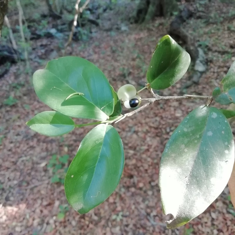 Acanthocladus dichromus photo 2