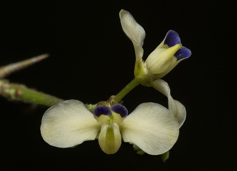 Acanthocladus dichromus photo 3