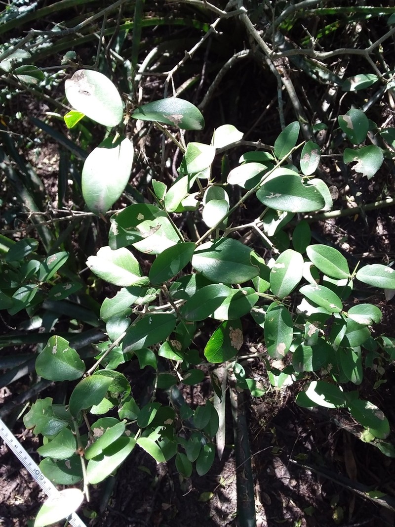 Acanthocladus dichromus photo 4
