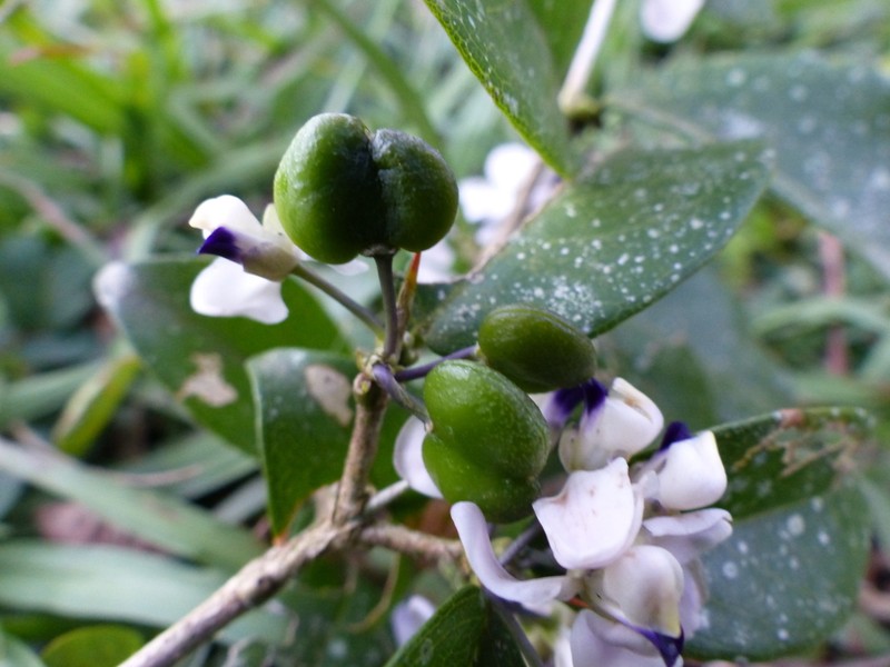 Acanthocladus dichromus photo 5