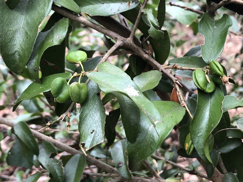 Acanthocladus dichromus photo 6
