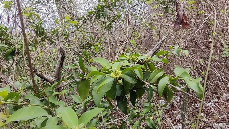 Acanthocladus dichromus photo 7