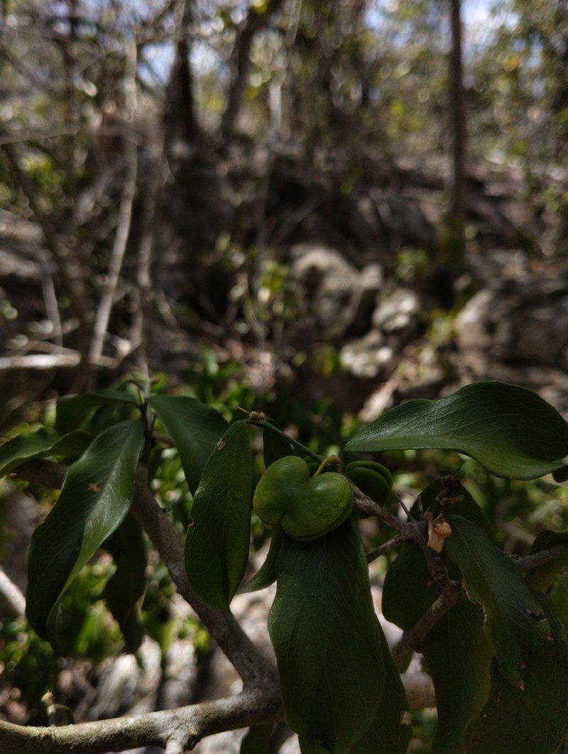 Acanthocladus dichromus photo 8