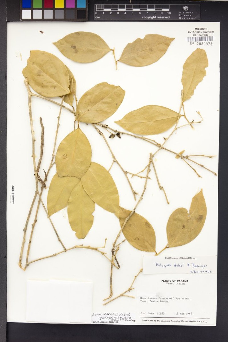 Acanthocladus dukei