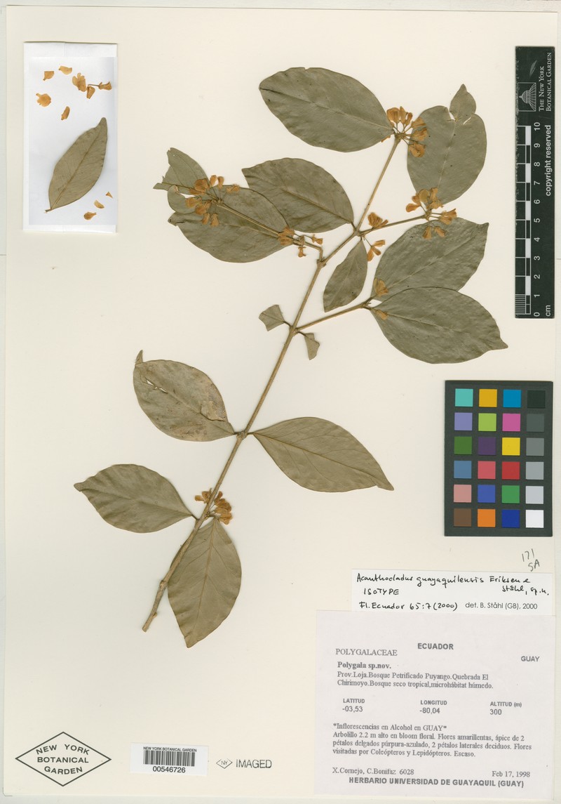 Acanthocladus guayaquilensis