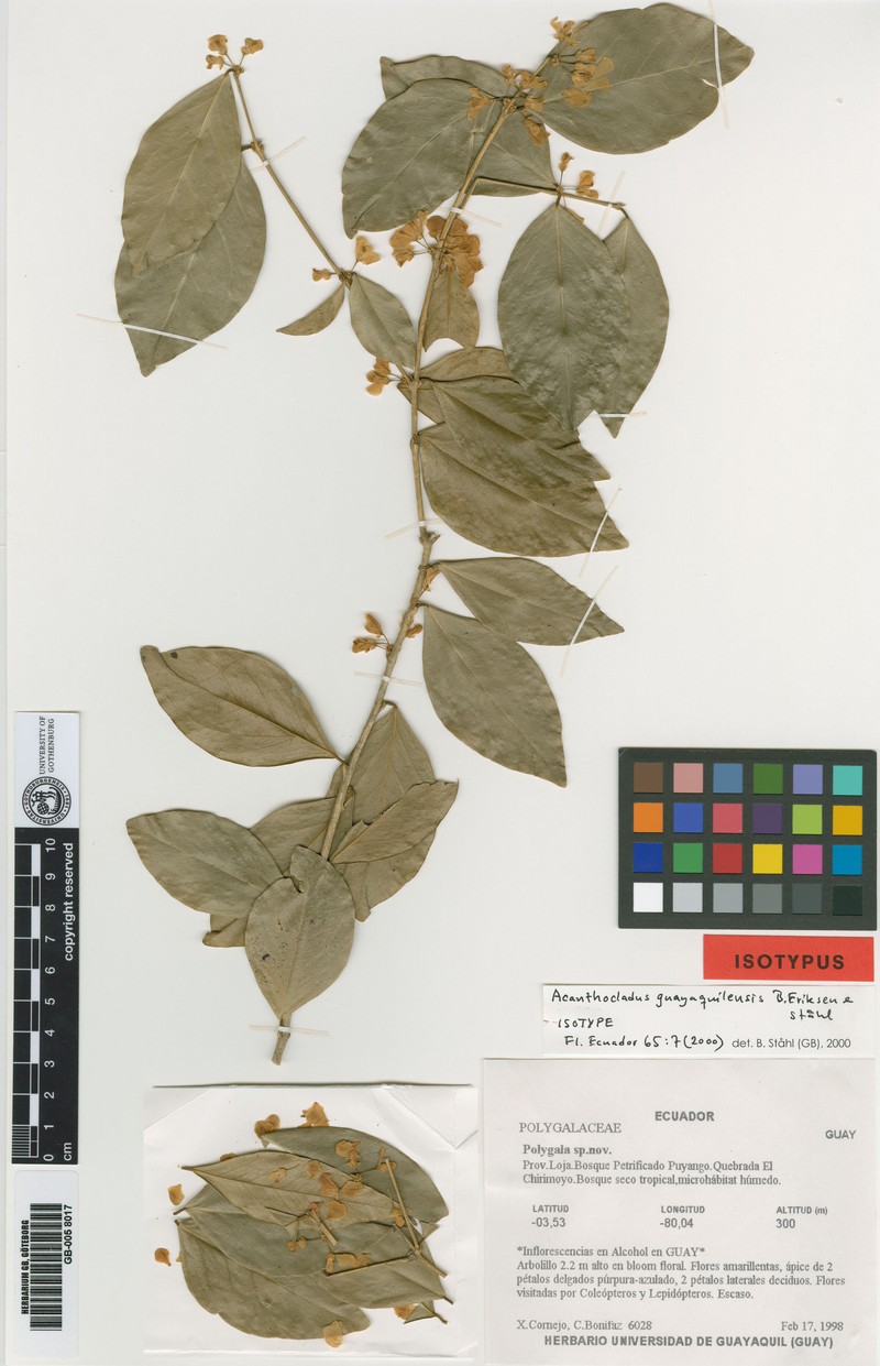 Acanthocladus guayaquilensis photo 2