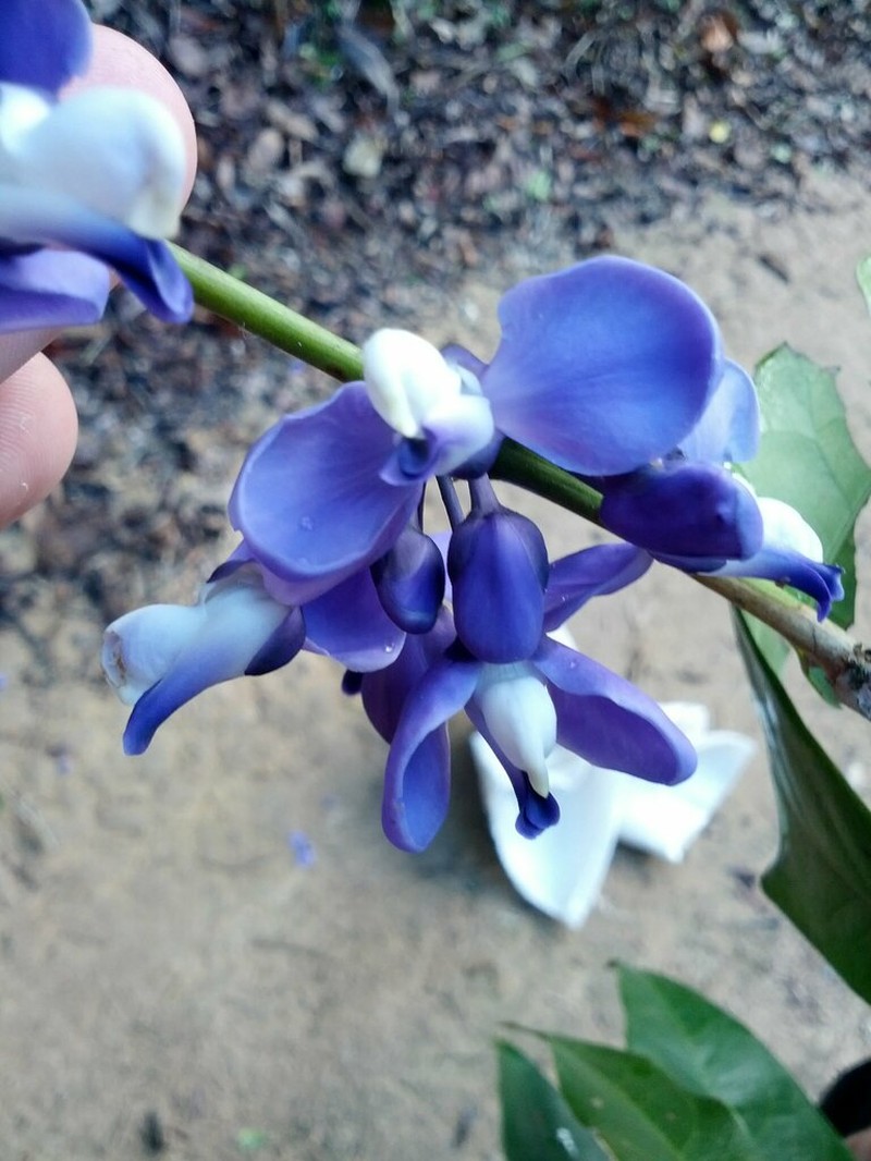 Acanthocladus pulcherrimus