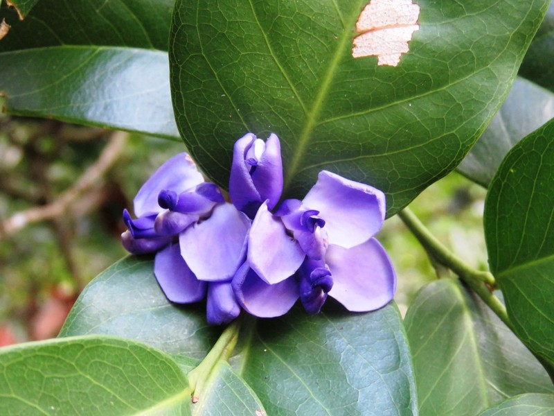 Acanthocladus pulcherrimus photo 2