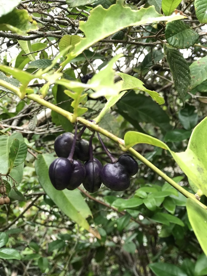 Acanthocladus pulcherrimus photo 3