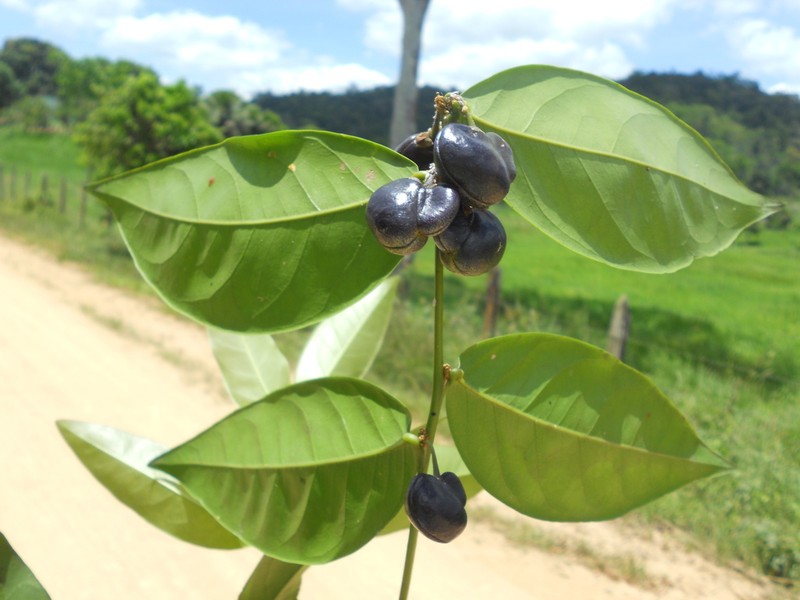 Acanthocladus pulcherrimus photo 4