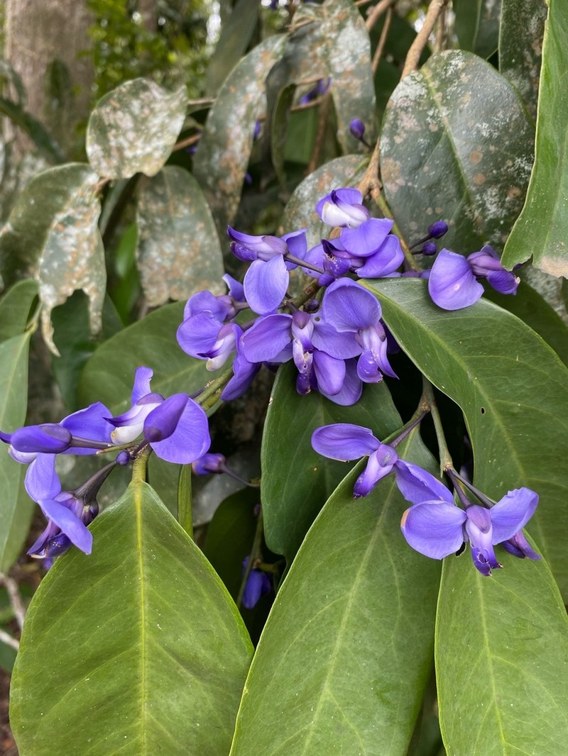 Acanthocladus pulcherrimus photo 5