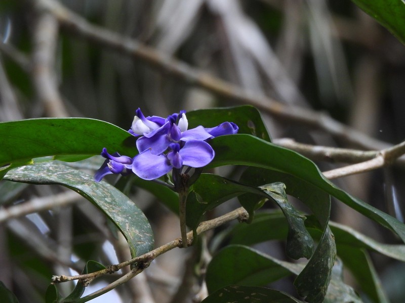 Acanthocladus pulcherrimus photo 6