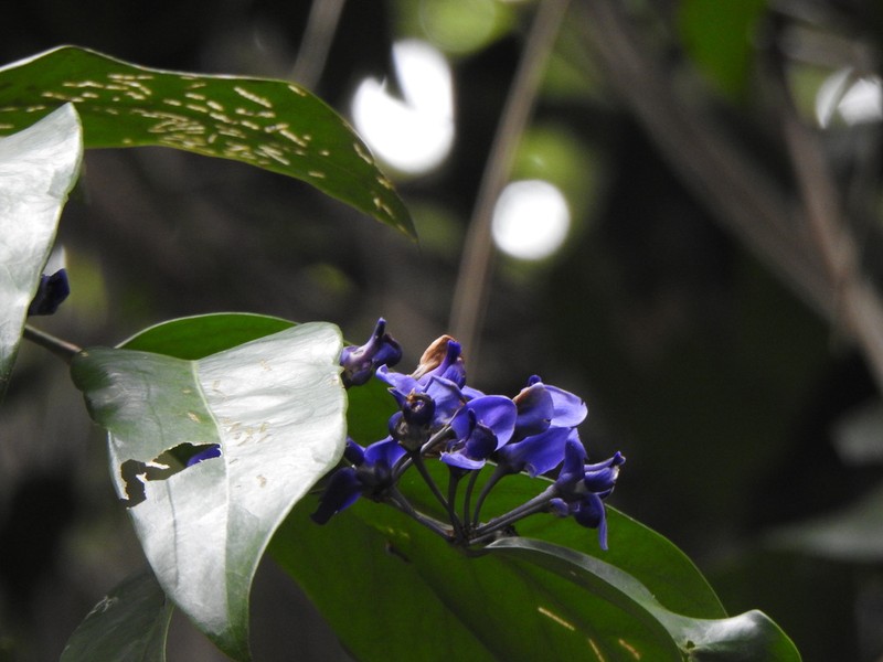 Acanthocladus pulcherrimus photo 7