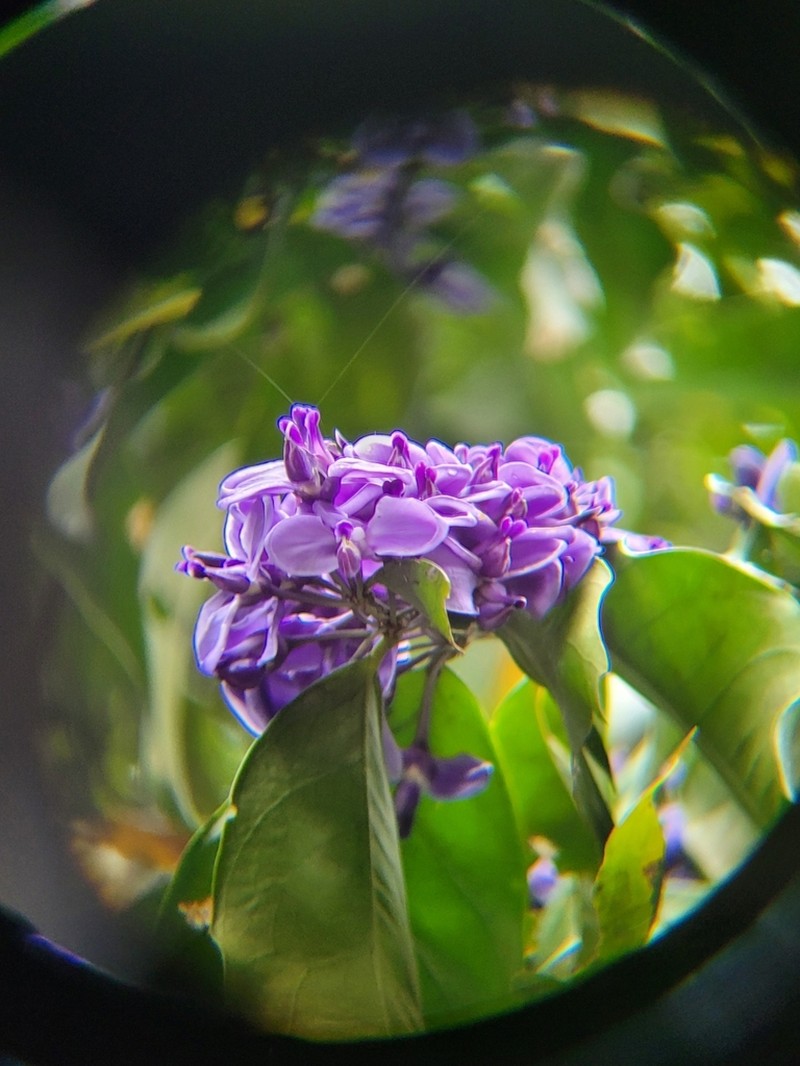 Acanthocladus pulcherrimus photo 8