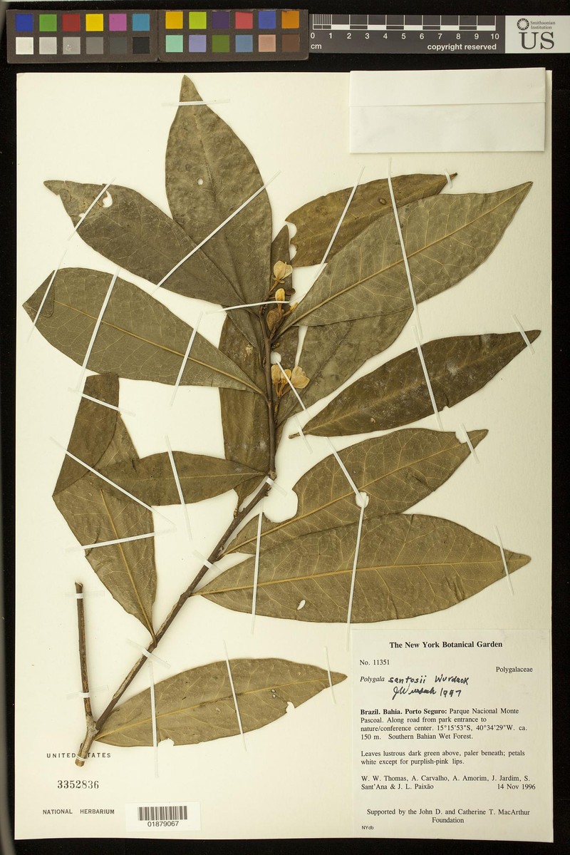 Acanthocladus santosii photo 4