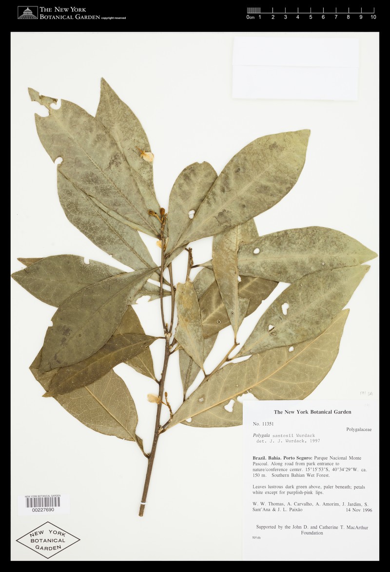 Acanthocladus santosii