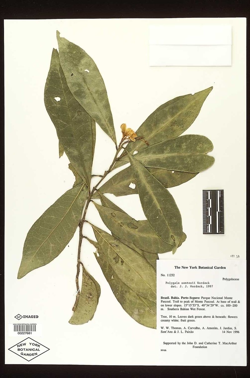 Acanthocladus santosii photo 2