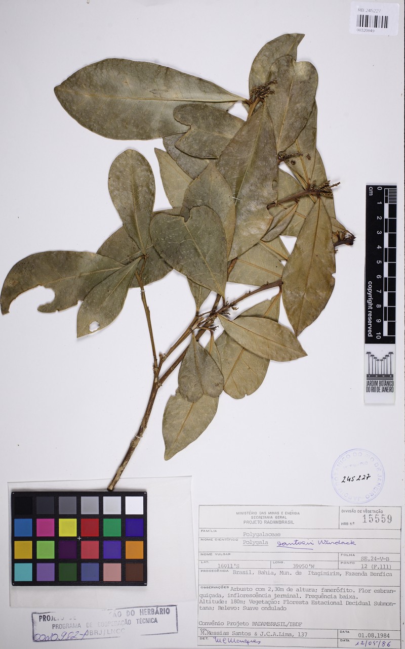 Acanthocladus santosii photo 3