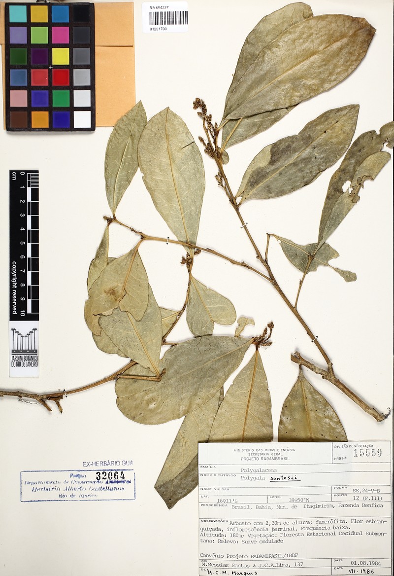 Acanthocladus santosii photo 4