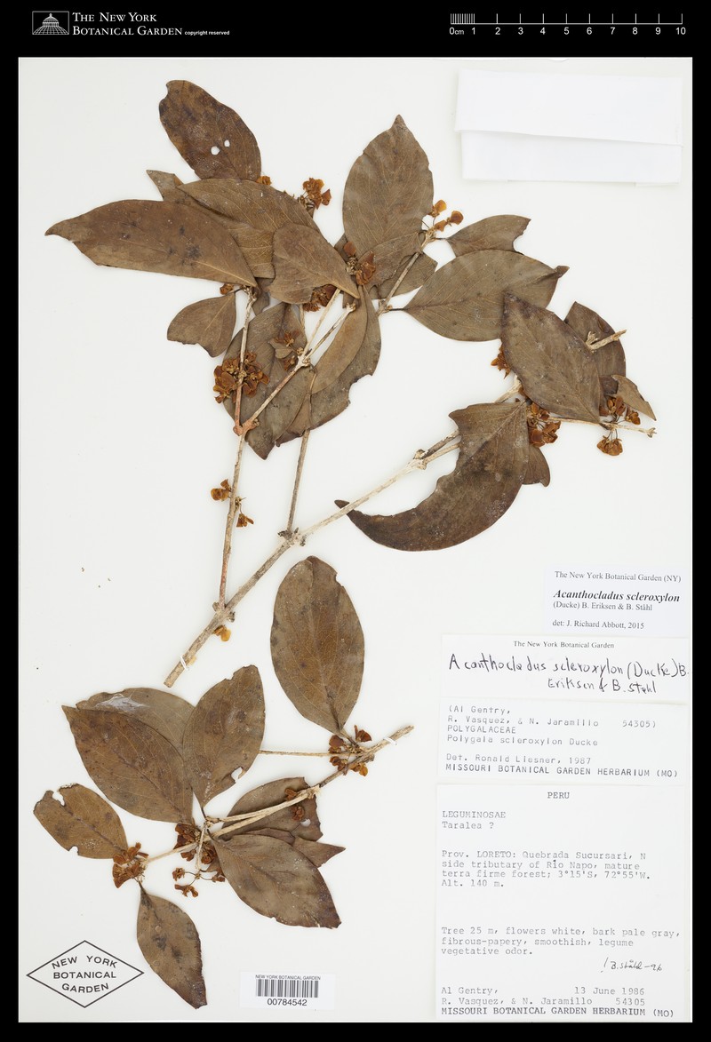 Acanthocladus scleroxylon