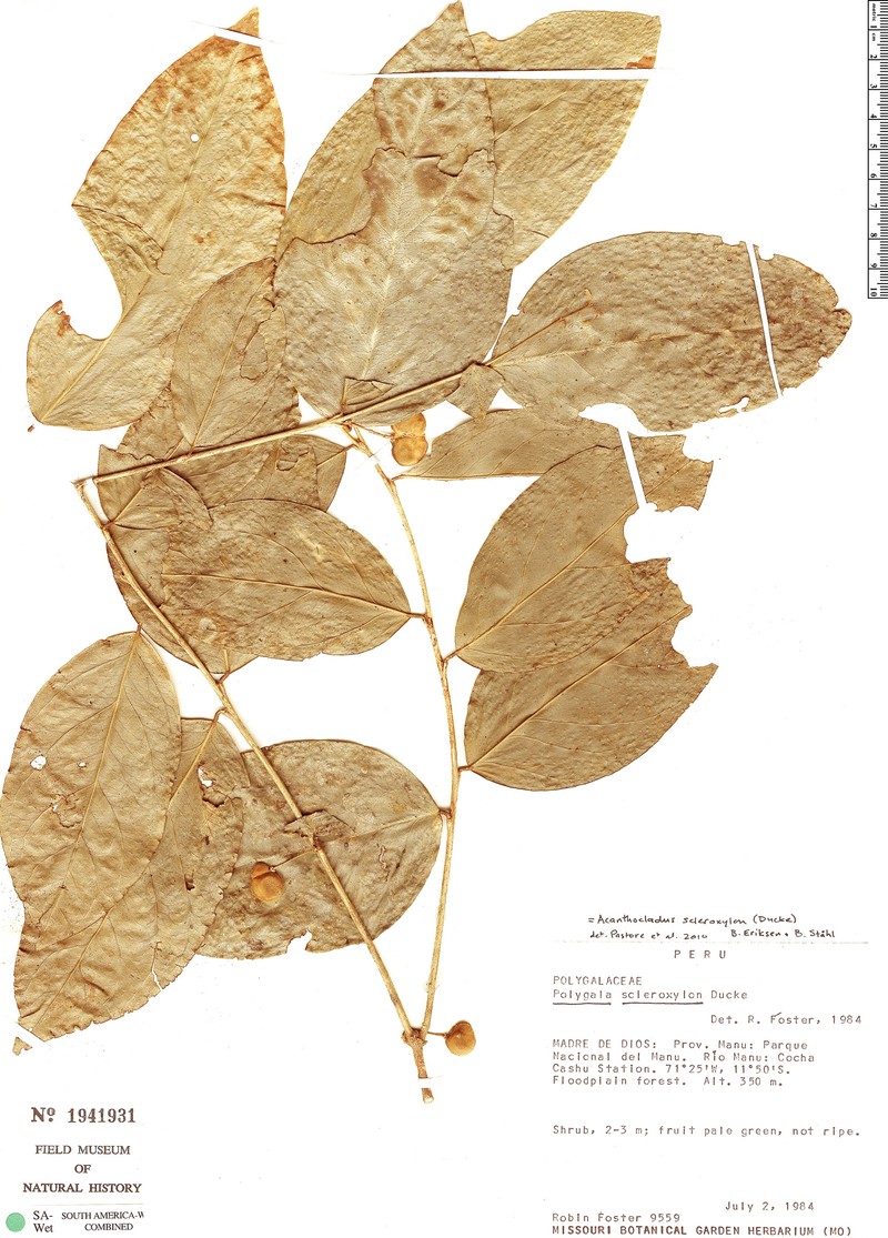 Acanthocladus scleroxylon photo 2