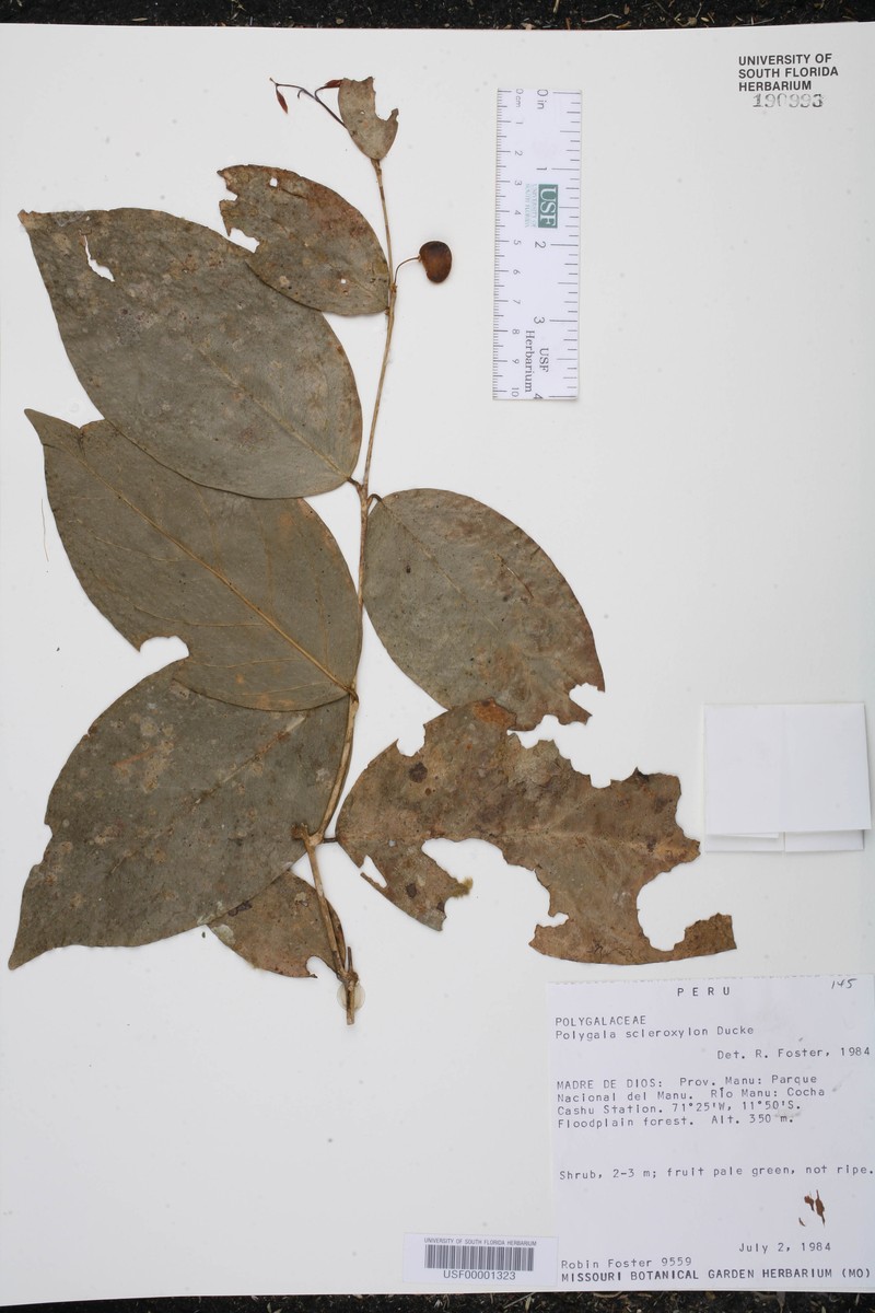 Acanthocladus scleroxylon photo 3